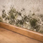 How to Get Rid of Mold on Walls: Step-by-Step Guide